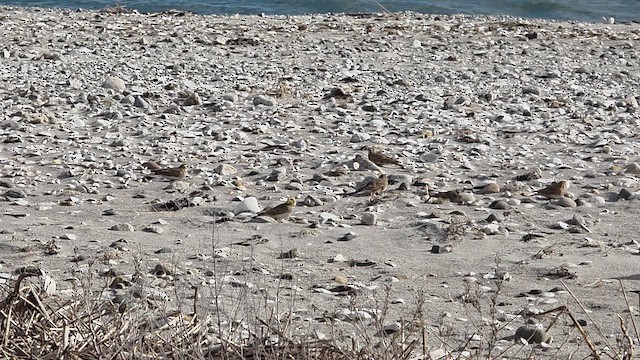 Horned Lark - ML647364015