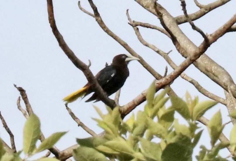 Chestnut-headed Oropendola - ML647364017