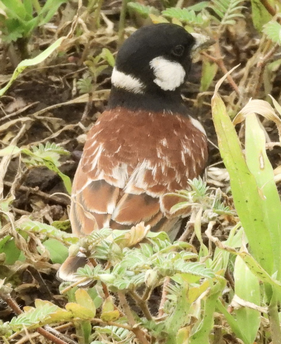 Chestnut-backed Sparrow-Lark - ML647364020