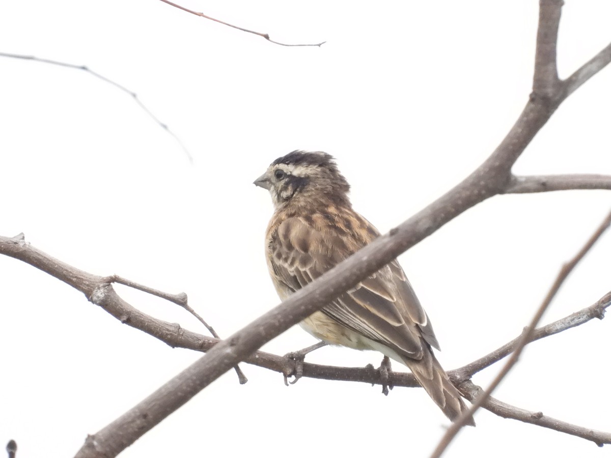 Eastern Paradise-Whydah - ML647364031