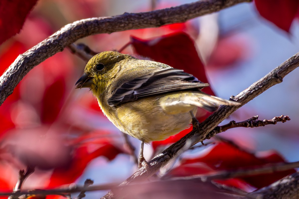 Lesser Goldfinch - ML647364035
