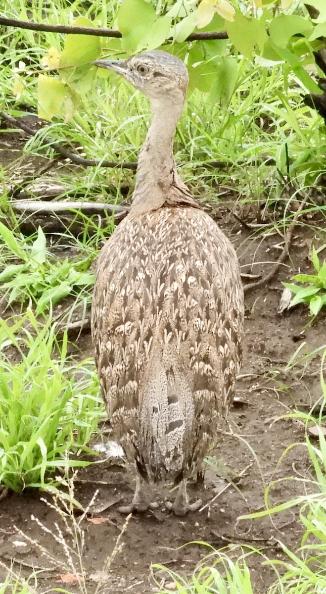 Red-crested Bustard - ML647364050