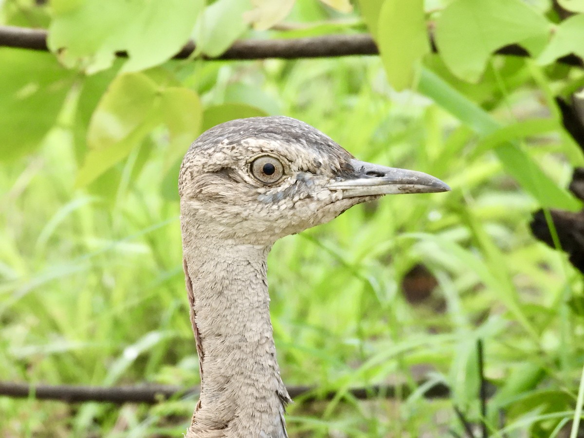 Red-crested Bustard - ML647364051