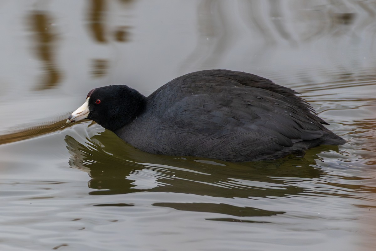 American Coot - ML647364053