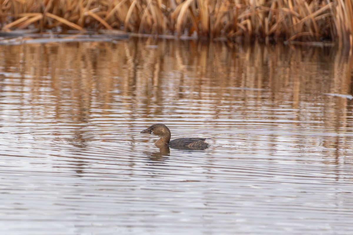 Pied-billed Grebe - ML647364061