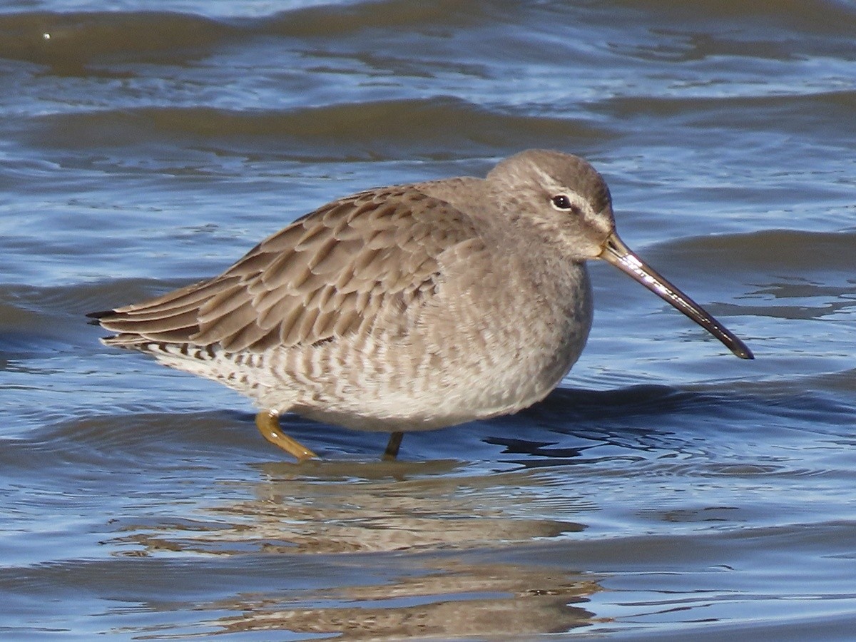 Long-billed Dowitcher - ML647364077