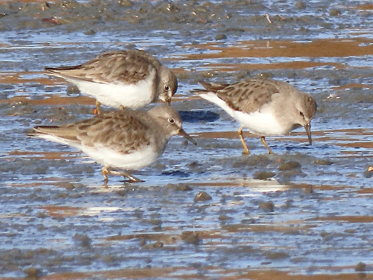 Temminck's Stint - ML647364091