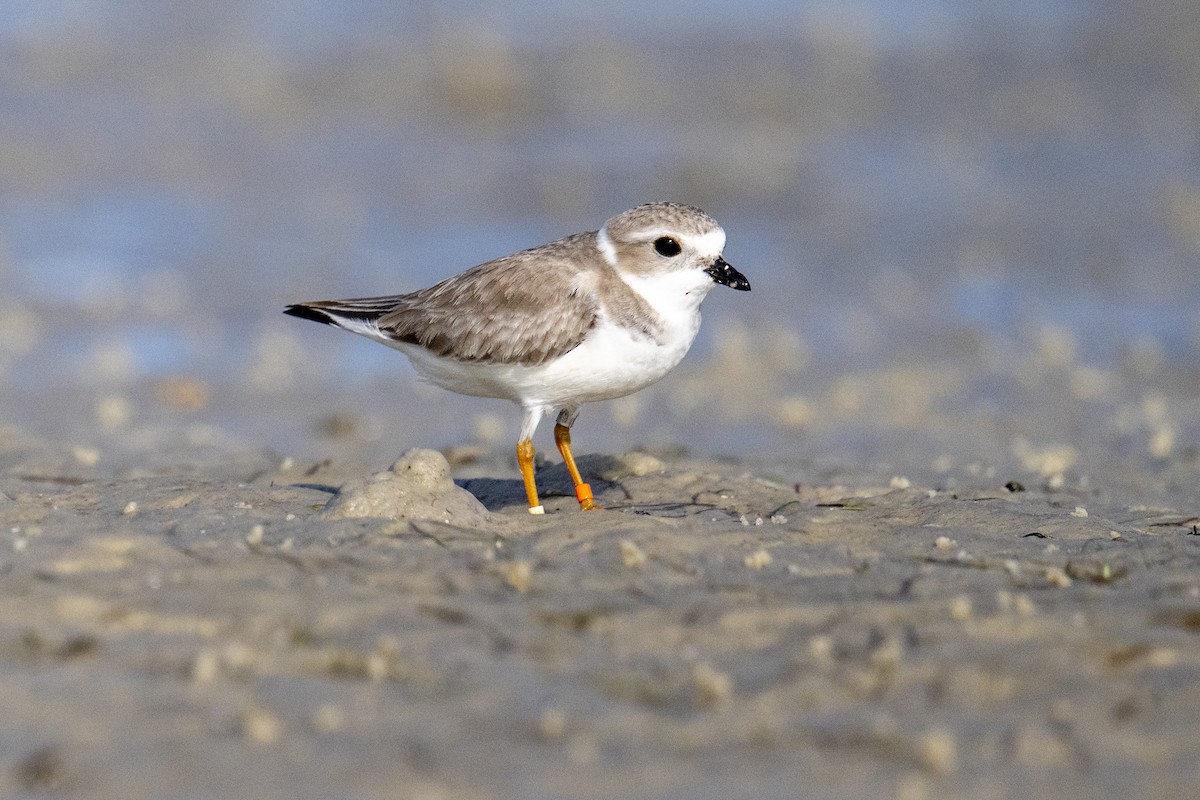 kulík pisklavý - ML647364097