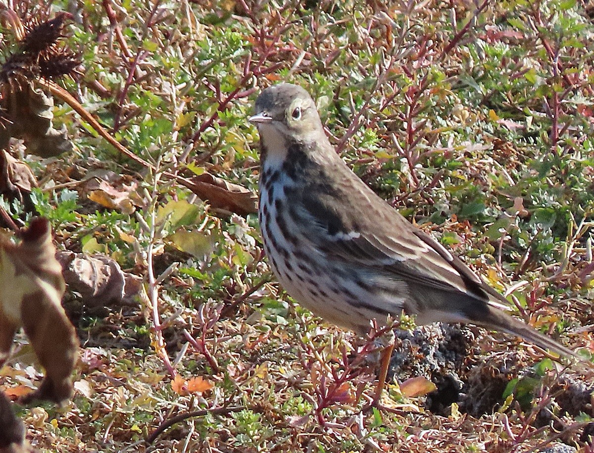 Siberian Pipit - ML647364100