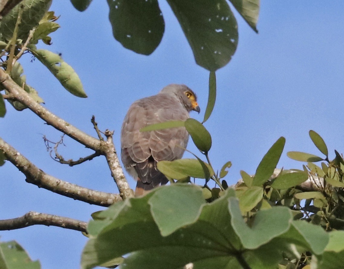 Roadside Hawk - ML647364101