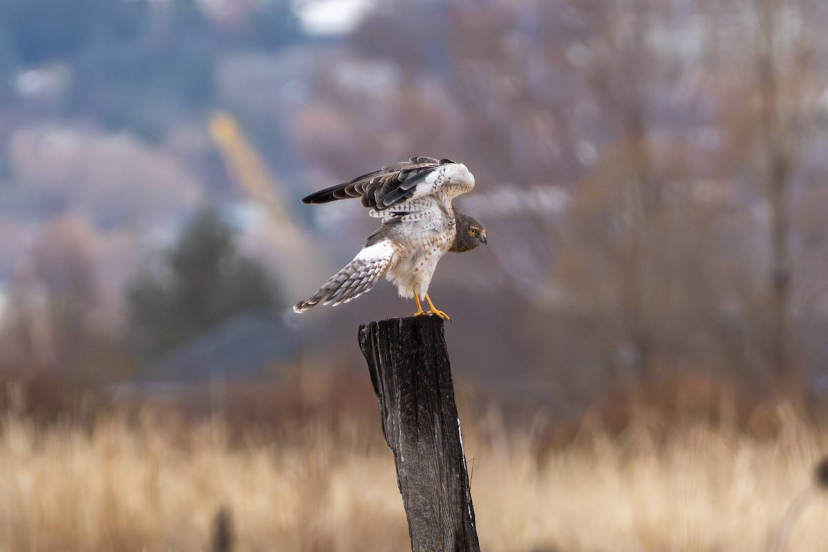 Northern Harrier - ML647364109