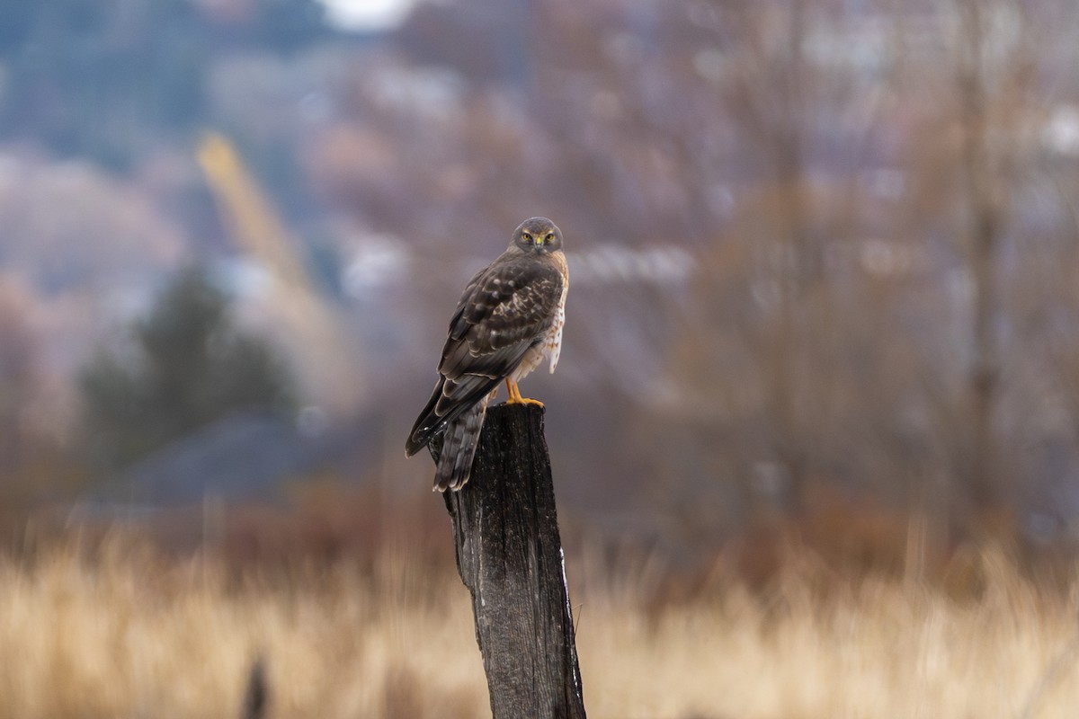 Northern Harrier - ML647364114