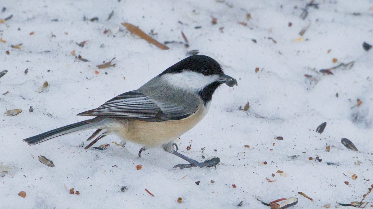 Amerika Baştankarası - ML647364118