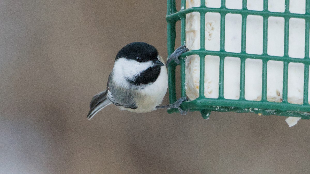 Amerika Baştankarası - ML647364119