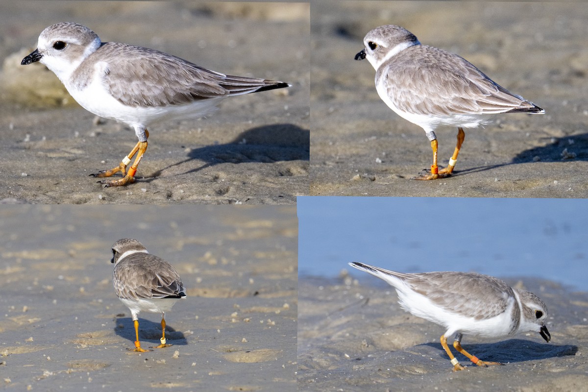 kulík pisklavý - ML647364130