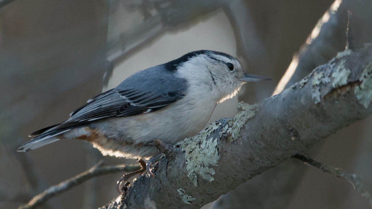 Weißbrustkleiber - ML647364136