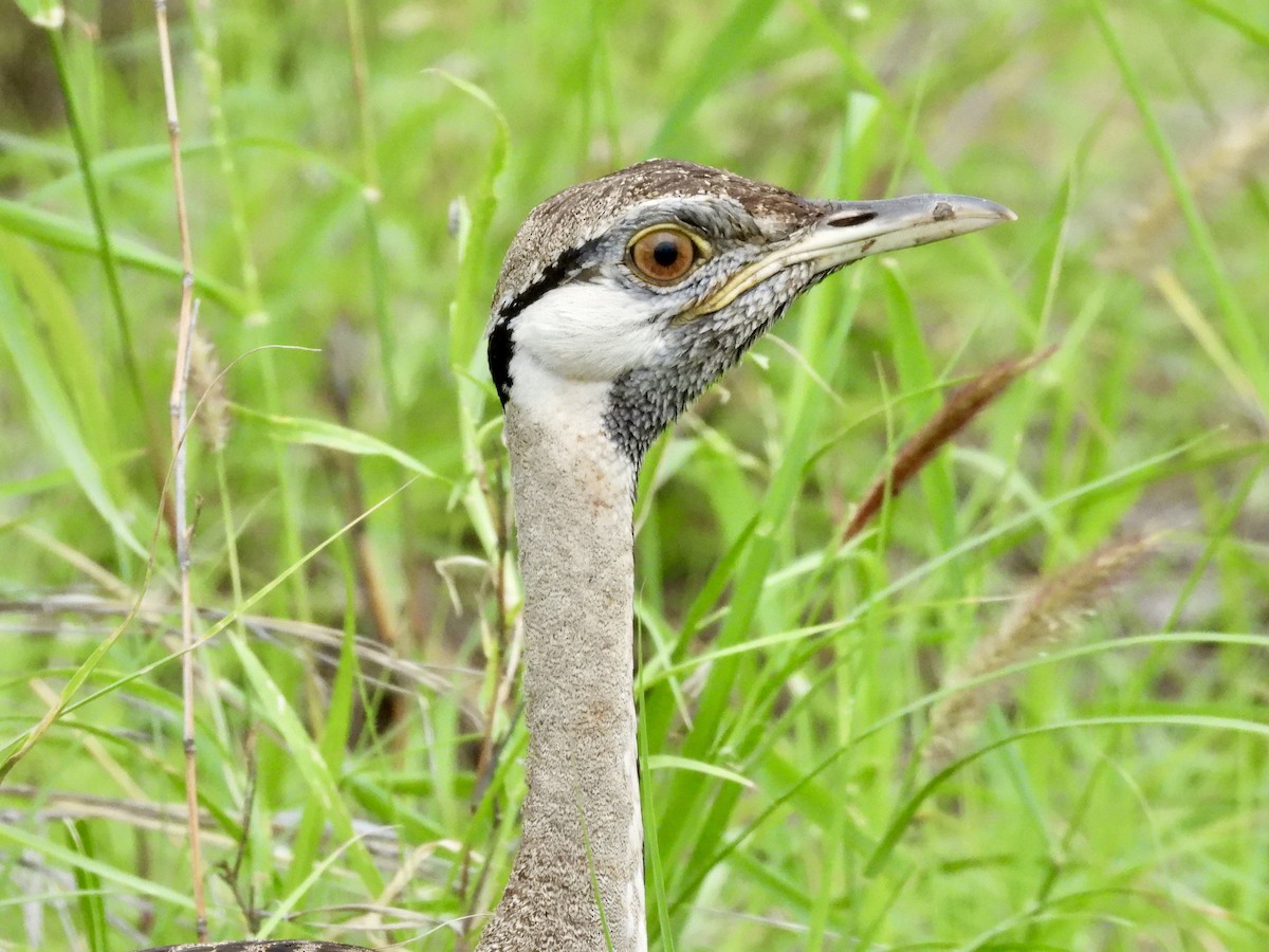 Black-bellied Bustard - ML647364138