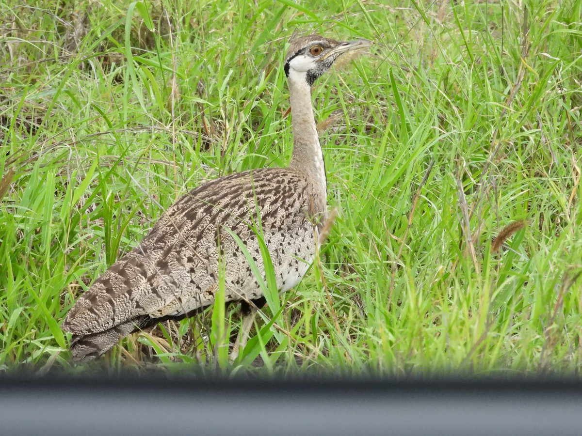 Black-bellied Bustard - ML647364139