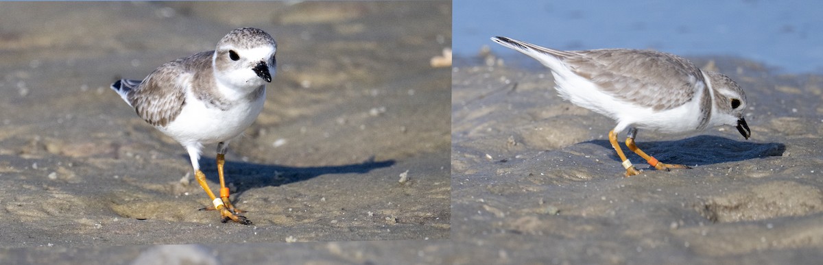 kulík pisklavý - ML647364140