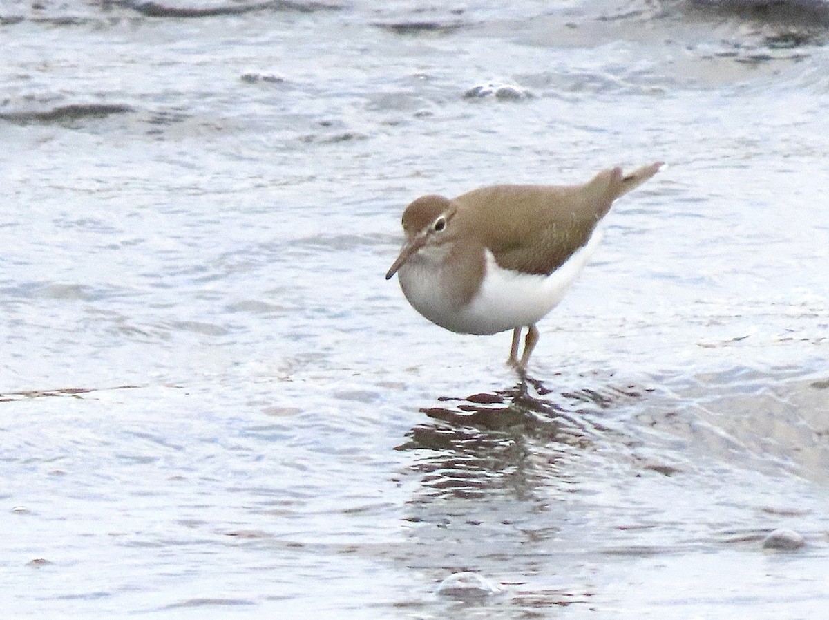 Common Sandpiper - ML647364141