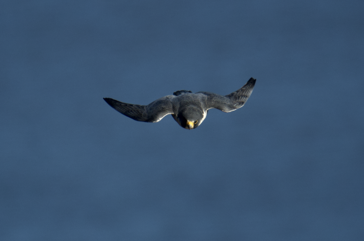 Peregrine Falcon - ML647364142