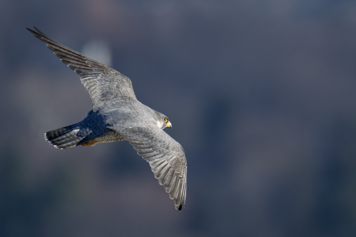 Peregrine Falcon - ML647364143