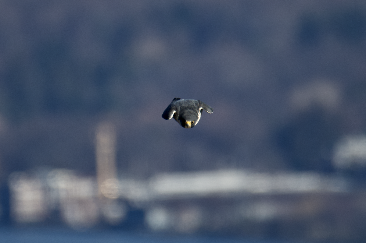 Peregrine Falcon - ML647364144