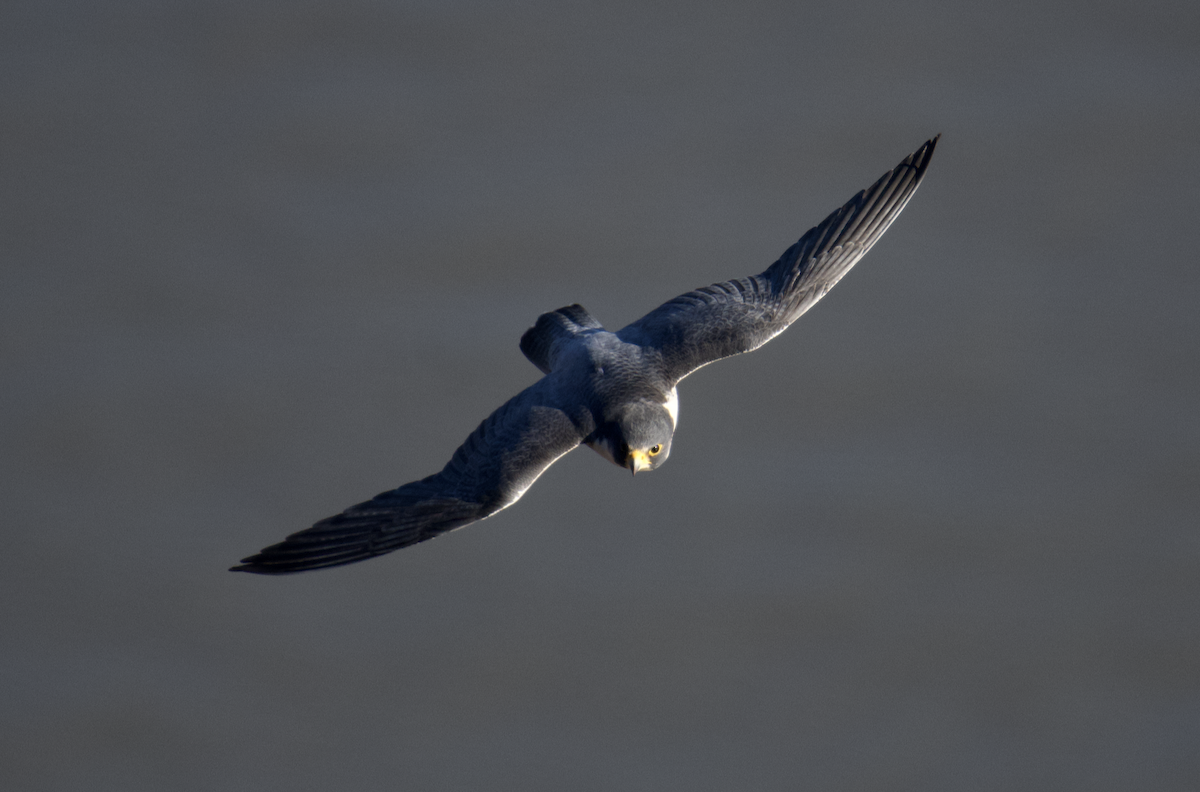 Peregrine Falcon - ML647364145