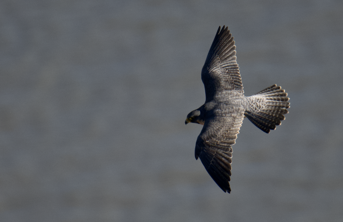 Peregrine Falcon - ML647364146