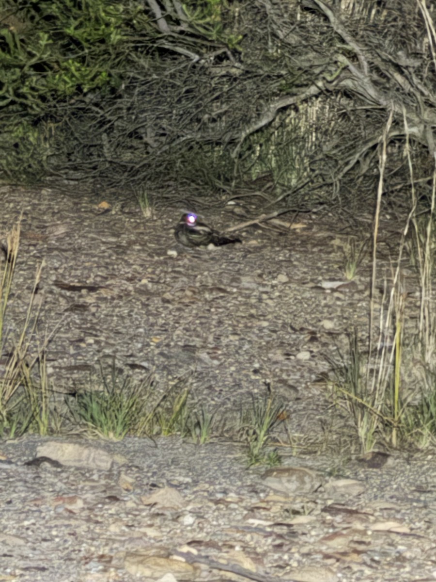 Chotacabras Bigotudo - ML647364153