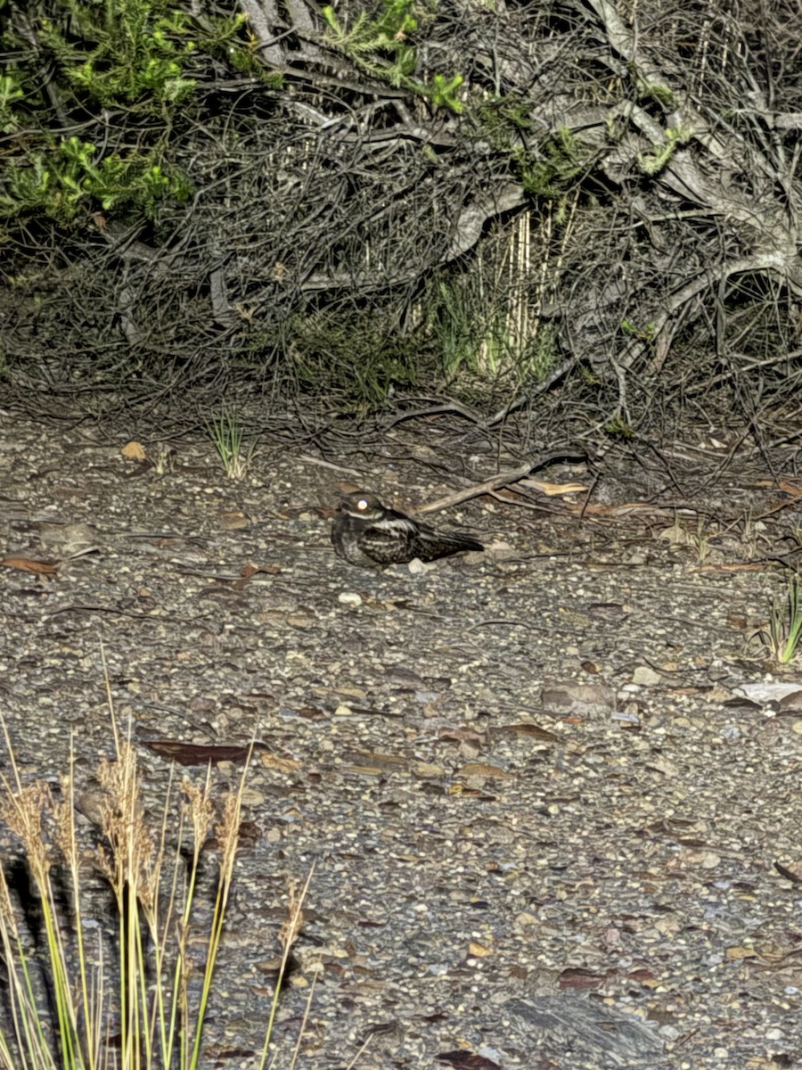 Chotacabras Bigotudo - ML647364154