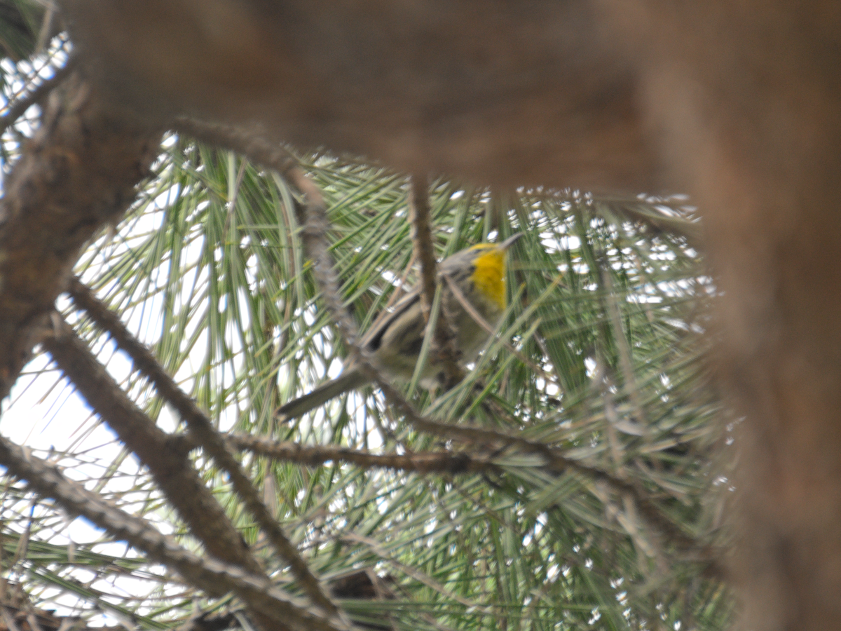 Grace's Warbler - ML647364155