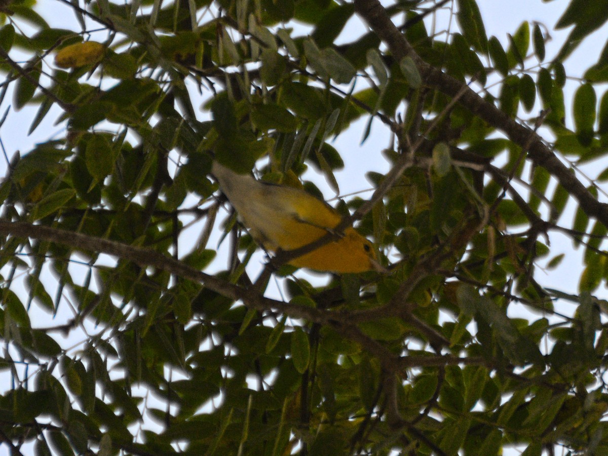 Prothonotary Warbler - ML647364161