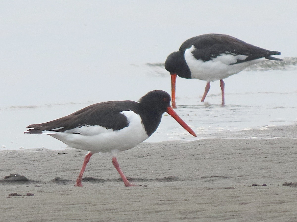 Eurasian Oystercatcher - ML647364187