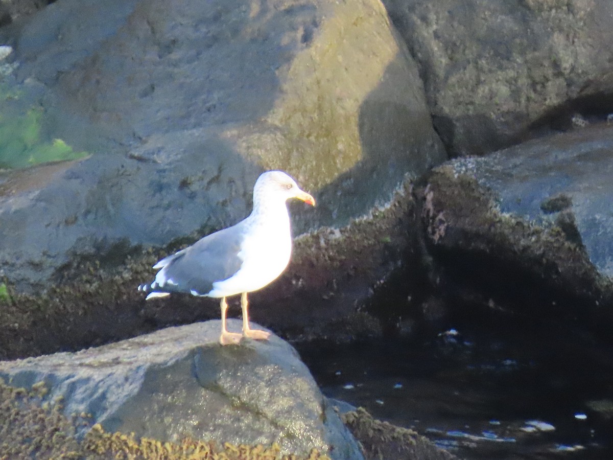 Kara Sırtlı Martı - ML647364191