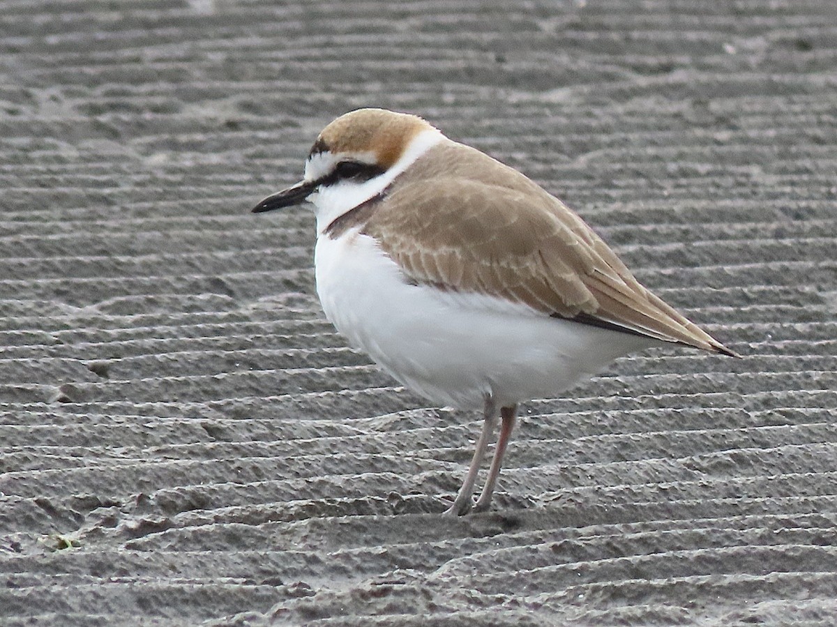 Kentish Plover - ML647364197