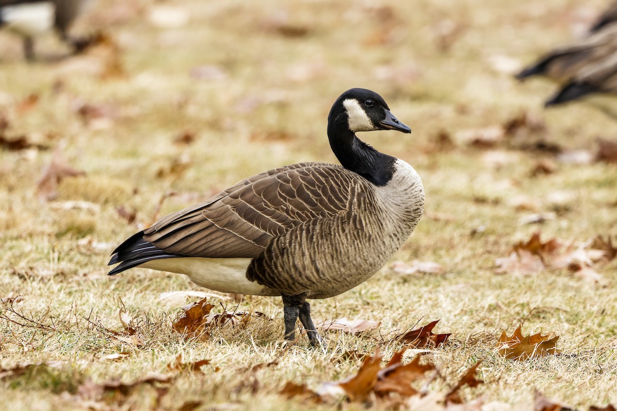 カナダガン - ML647364228