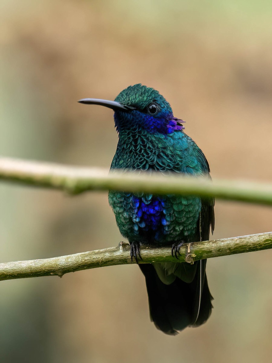 Колібрі синьочеревий - ML647364238