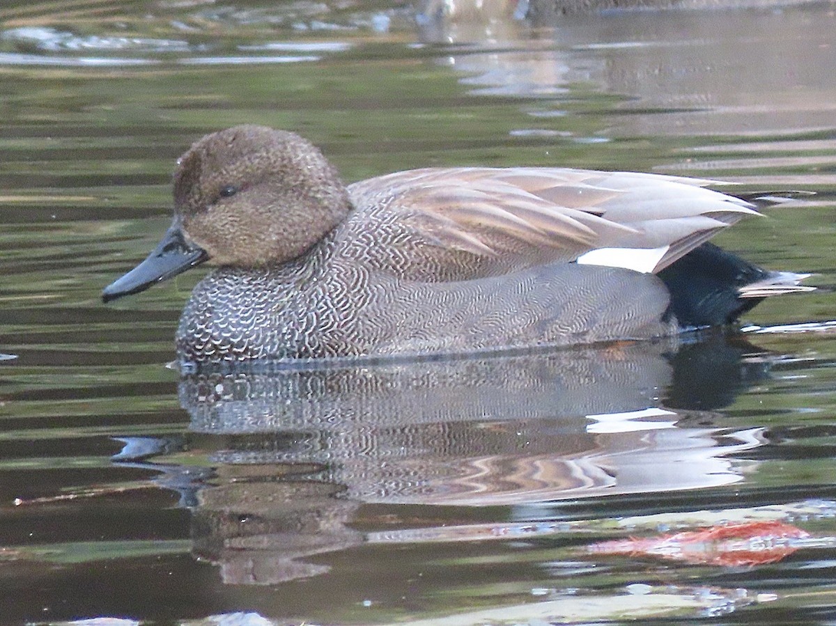 Gadwall - ML647364241
