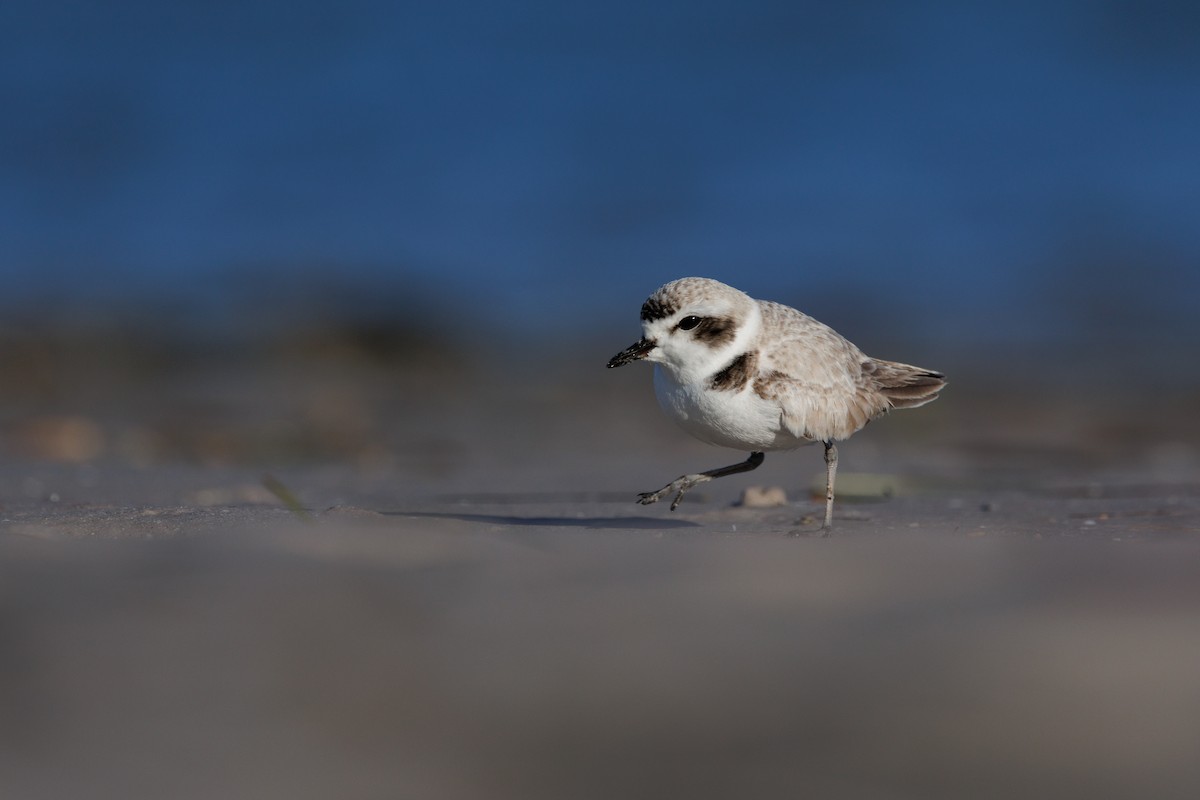 Snowy Plover - ML647364243