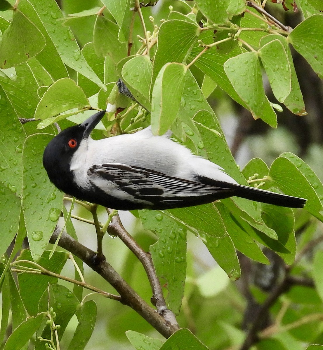 Black-backed Puffback - ML647364244