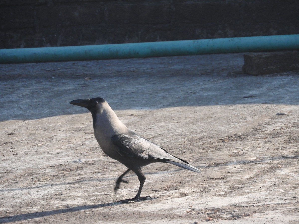 House Crow - ML647364247