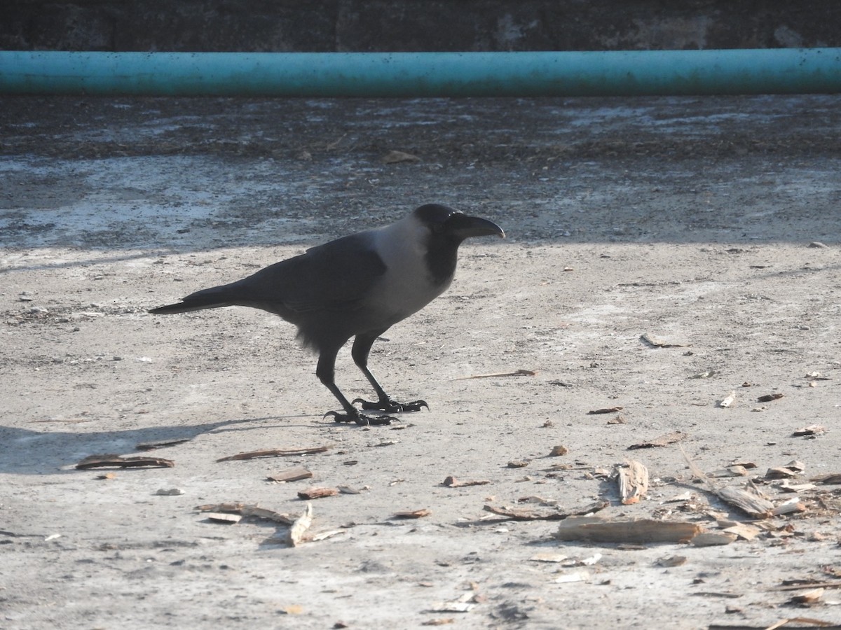 House Crow - ML647364248