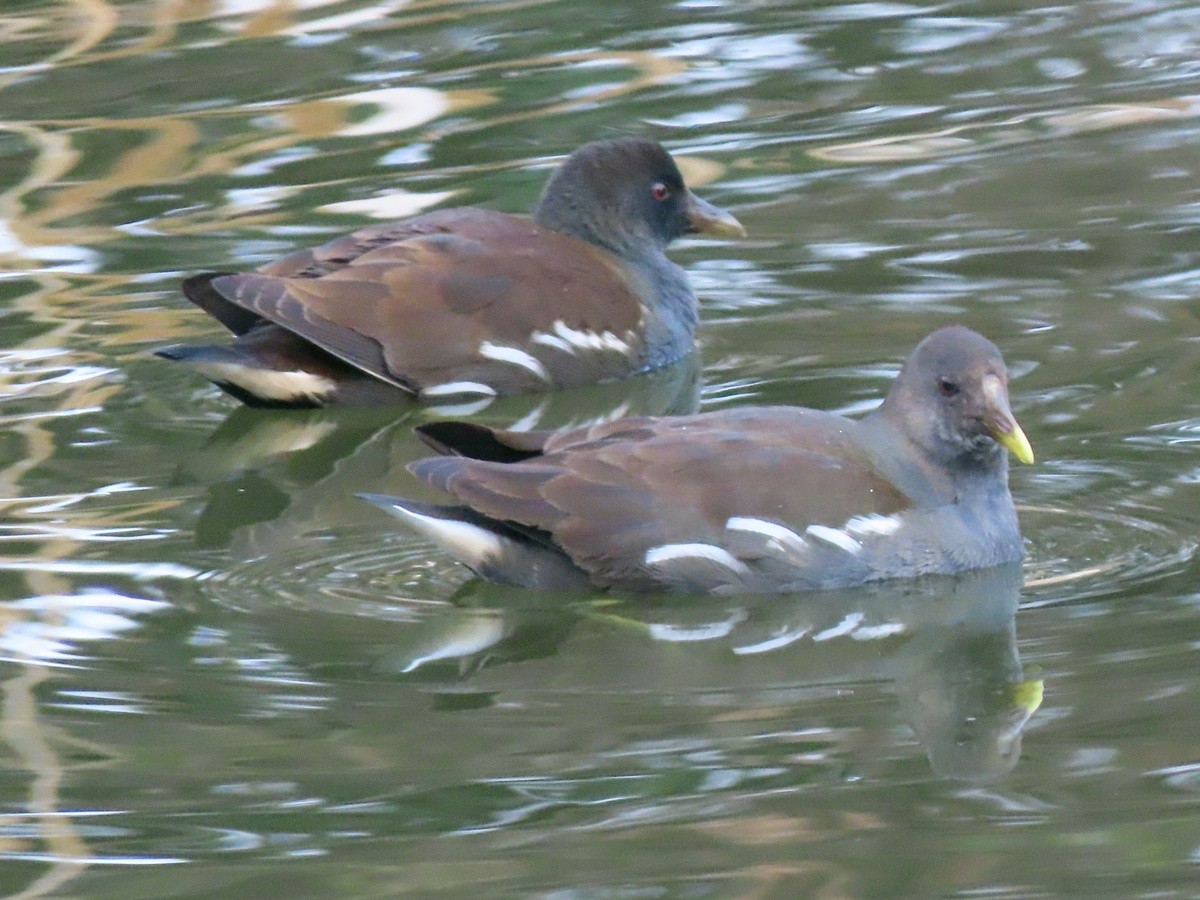 Eurasian Moorhen - ML647364261