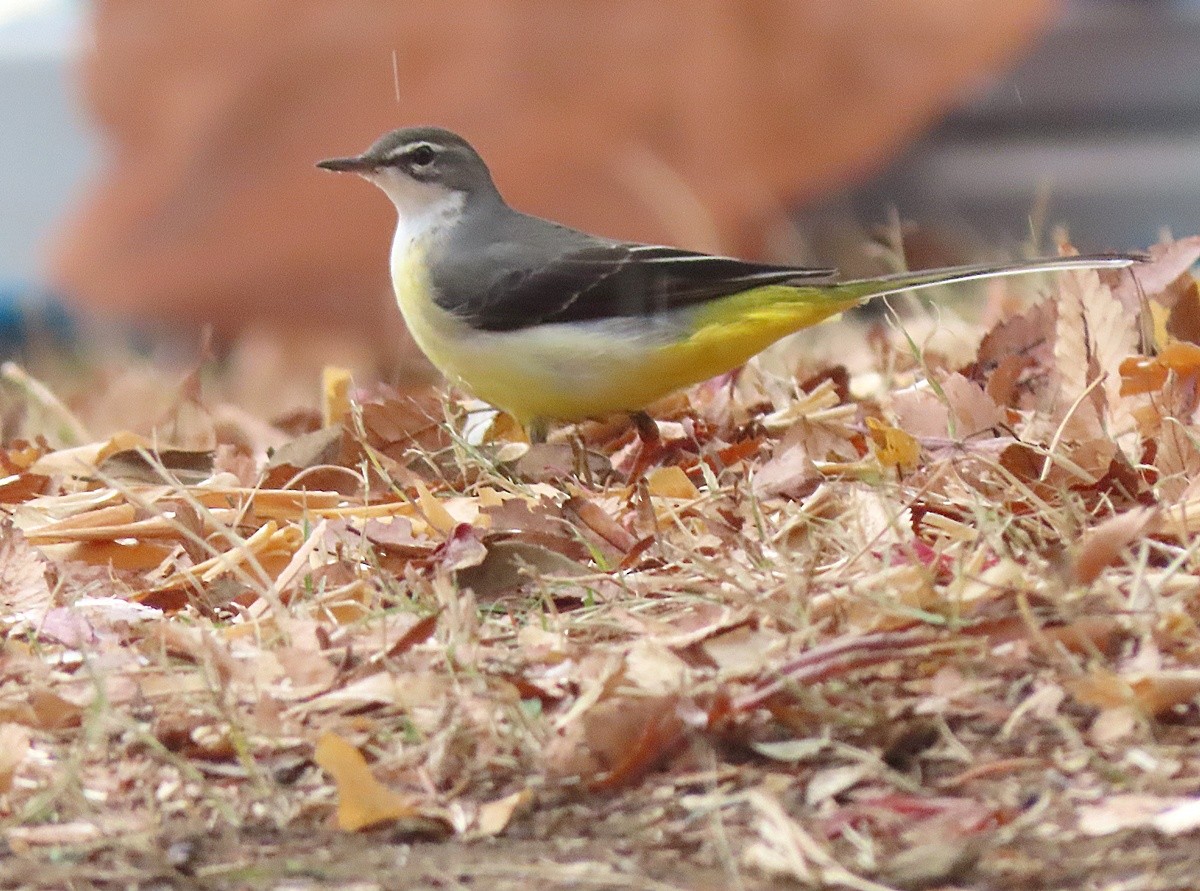 Gray Wagtail - ML647364271