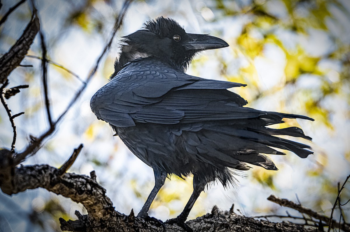 עורב שחור - ML647364289