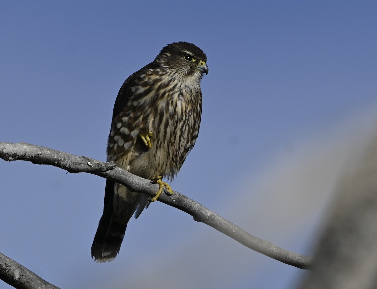 Merlin - ML647364311