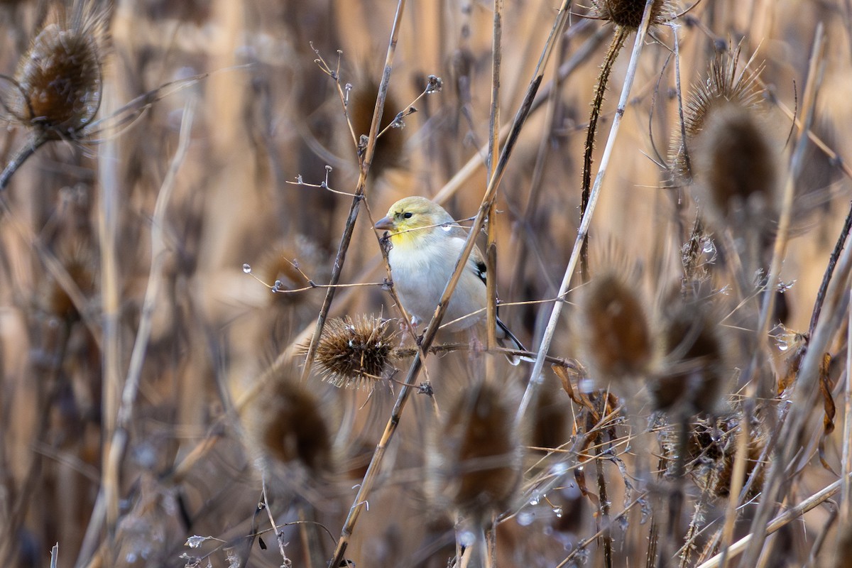 American Goldfinch - ML647364316