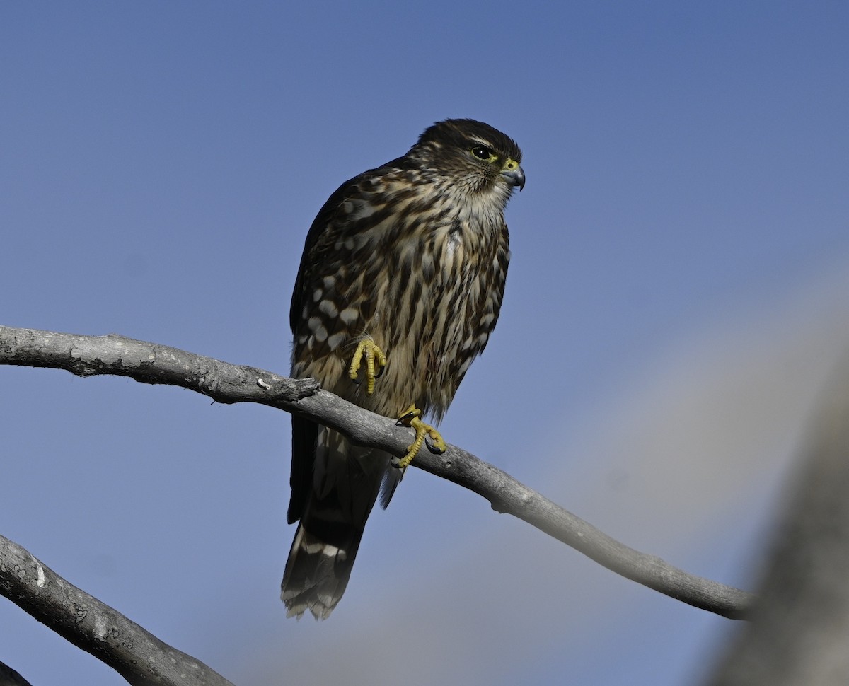 Merlin - ML647364326