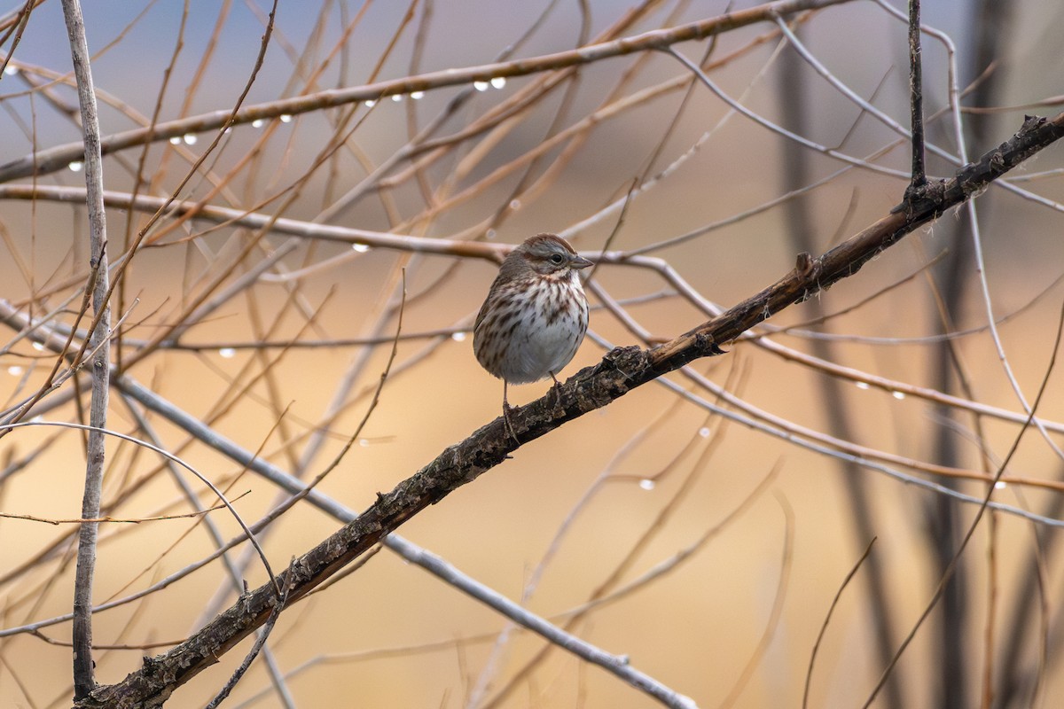 Song Sparrow - ML647364327